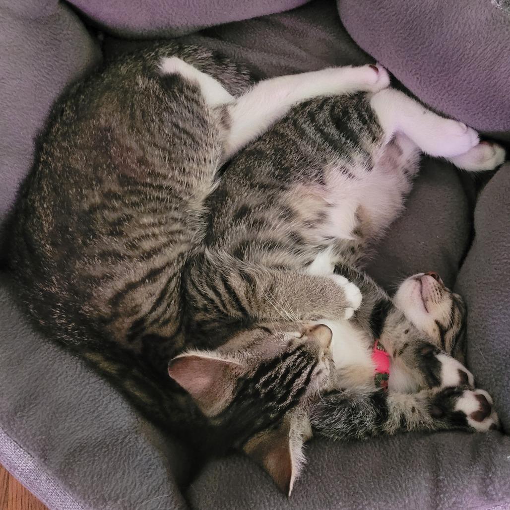 Enlarge *President Cheesypuff, a Adoptable Domestic Short Hair in Huntsville, AL image 4/6