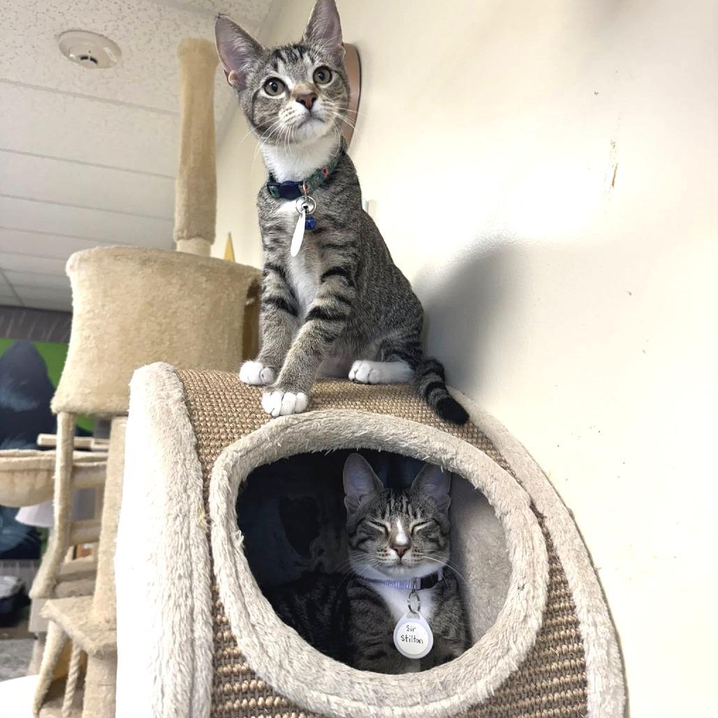 Enlarge *President Cheesypuff, a Adoptable Domestic Short Hair in Huntsville, AL image 5/6