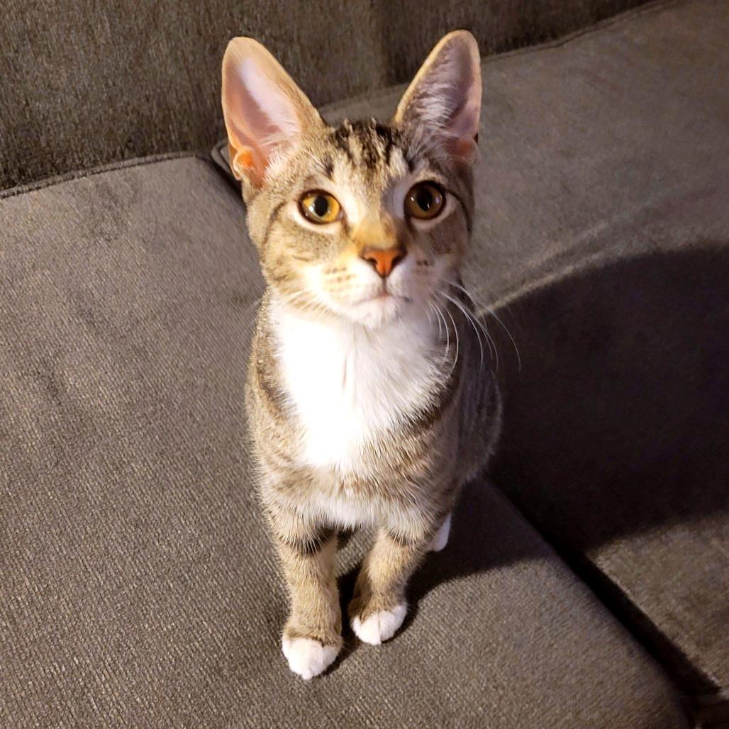 Enlarge *President Cheesypuff, a Adoptable Domestic Short Hair in Huntsville, AL image 6/6