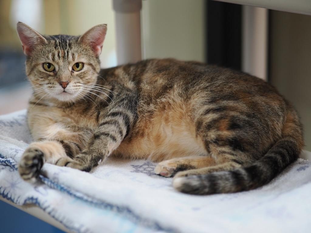 Duma Key, a Adoptable mixed breed in Cincinnati, OH image 1/6