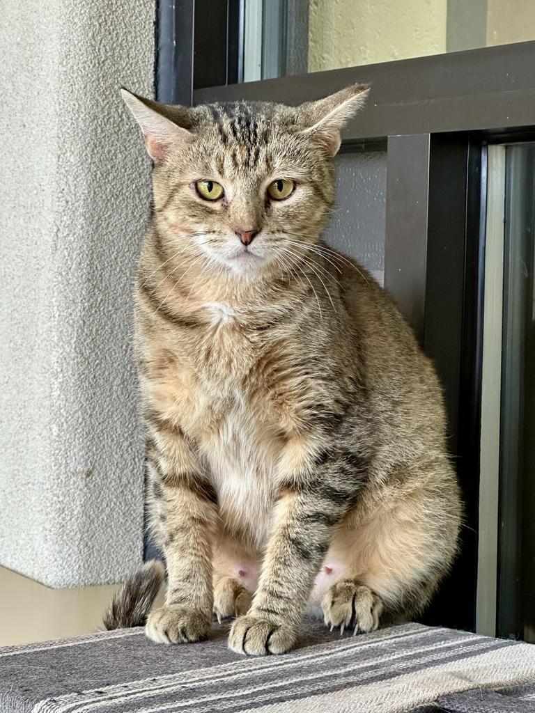 Duma Key, a Adoptable mixed breed in Cincinnati, OH image 4/6