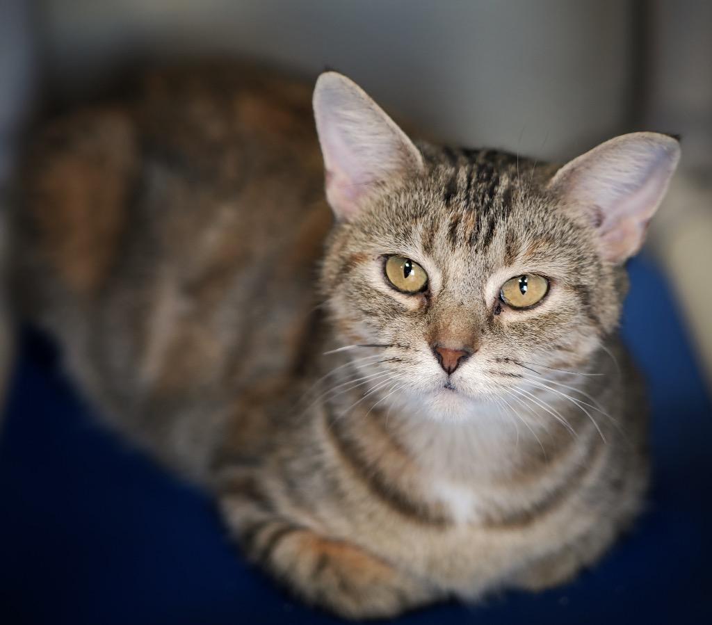 Duma Key, a Adoptable mixed breed in Cincinnati, OH image 5/6