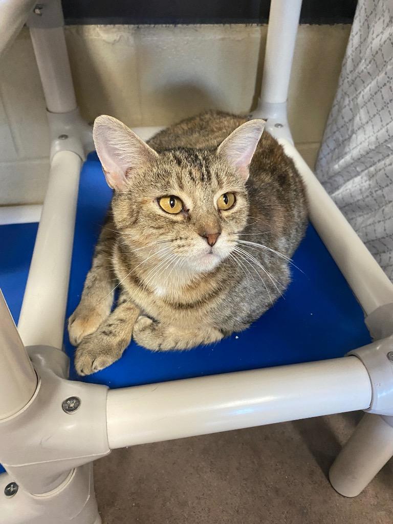 Duma Key, a Adoptable mixed breed in Cincinnati, OH image 6/6