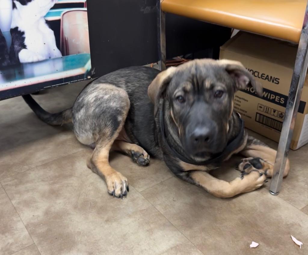 Enlarge Thor, a Adoptable Shepherd in Springfield, OH image 1/6