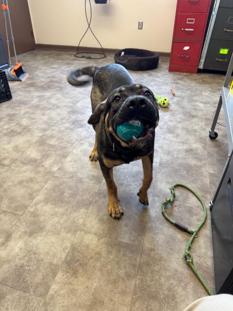 Enlarge Thor, a Adoptable Shepherd in Springfield, OH image 2/6