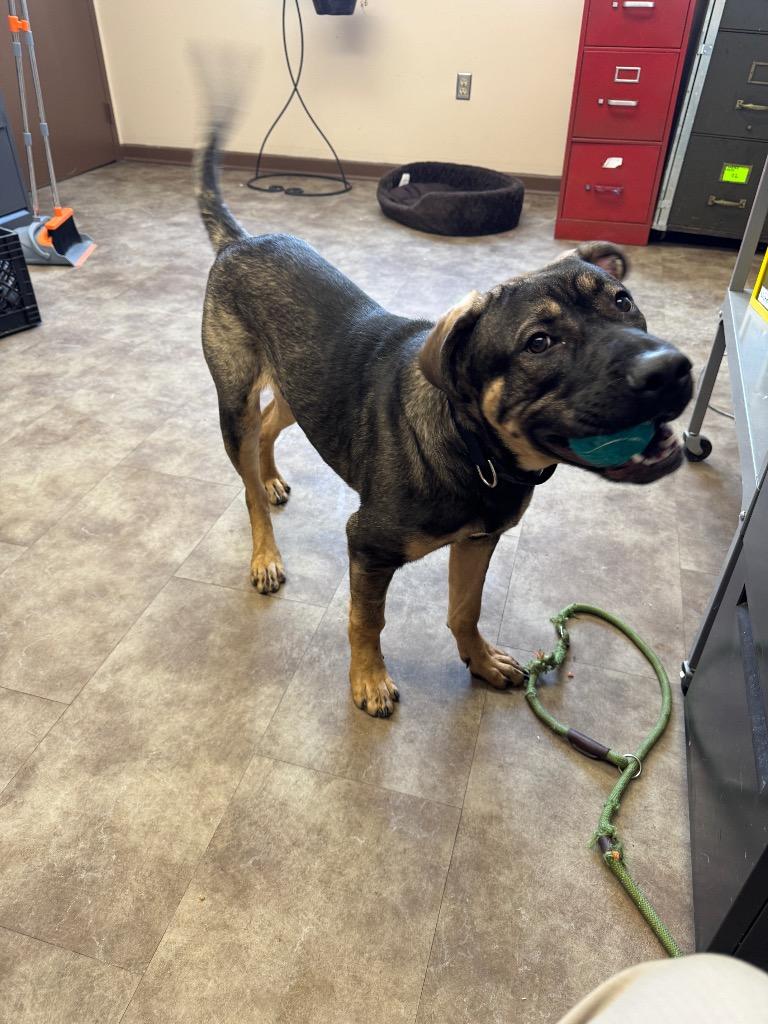 Enlarge Thor, a Adoptable Shepherd in Springfield, OH image 4/6