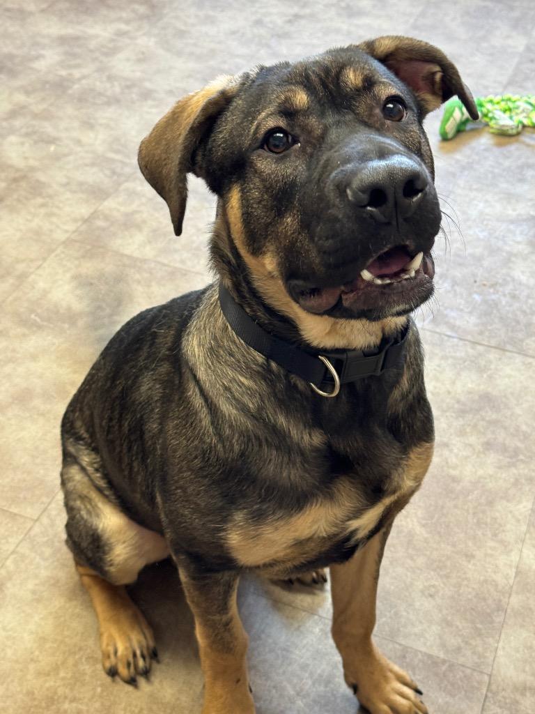 Enlarge Thor, a Adoptable Shepherd in Springfield, OH image 5/6