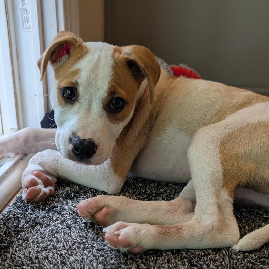 Stegosaurus, Adoptable, Puppy Female Mixed Breed.