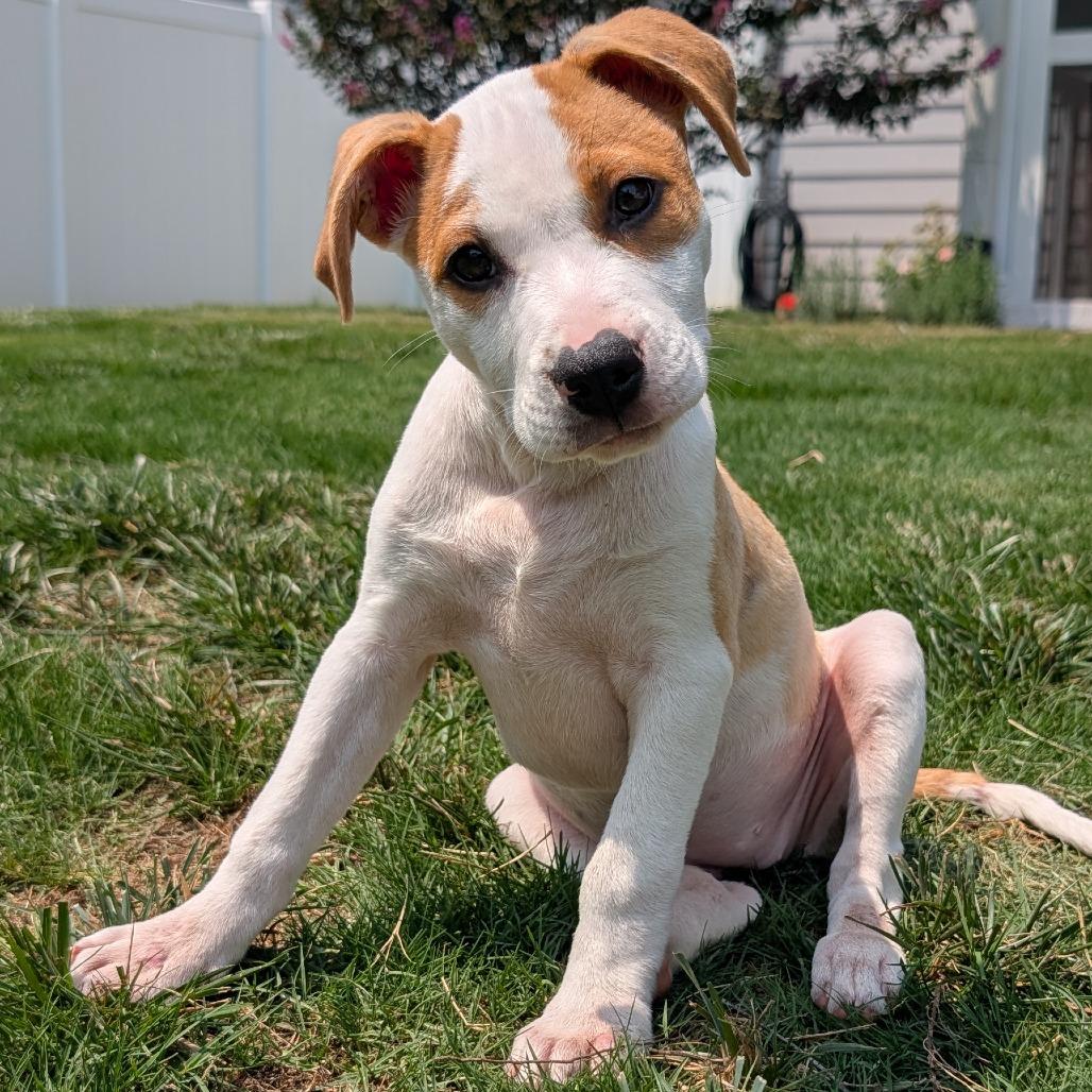 Stegosaurus, a Adoptable Mixed Breed in Durham, NC image 2/4
