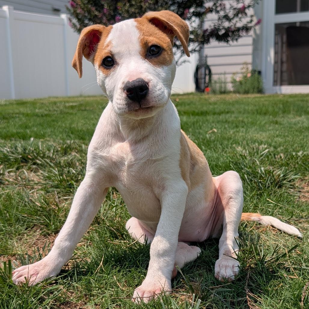 Stegosaurus, a Adoptable Mixed Breed in Durham, NC image 3/4