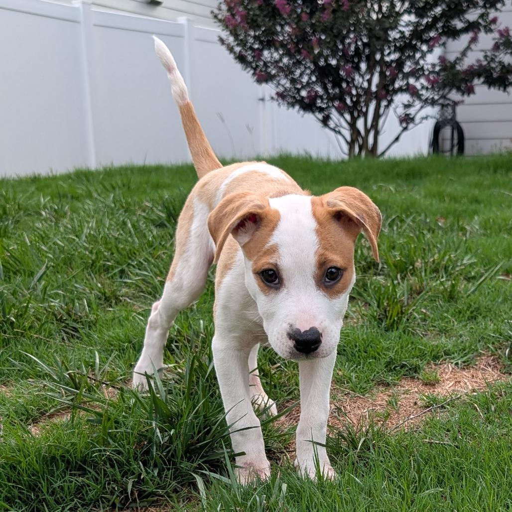 Stegosaurus, a Adoptable Mixed Breed in Durham, NC image 4/4