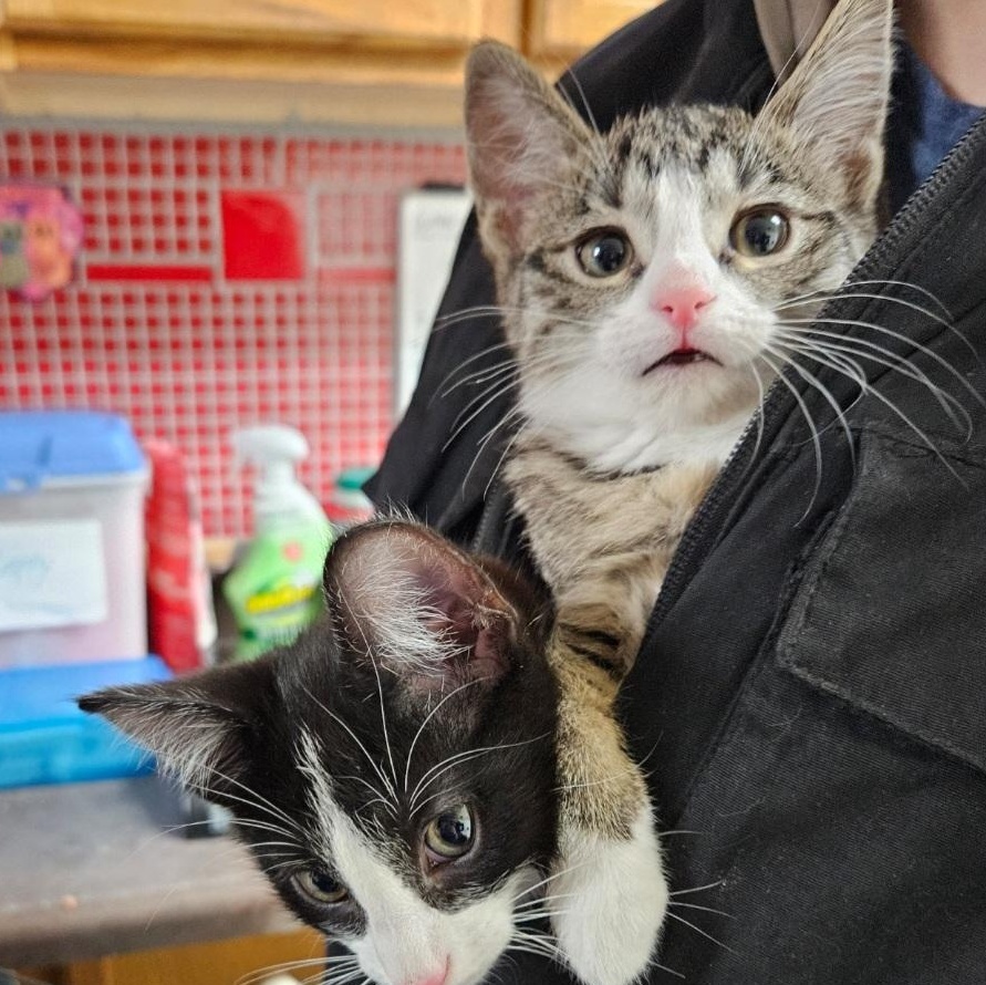 Enlarge Sushi, a ADOPTABLE mixed breed in Antioch, IL image 4/4