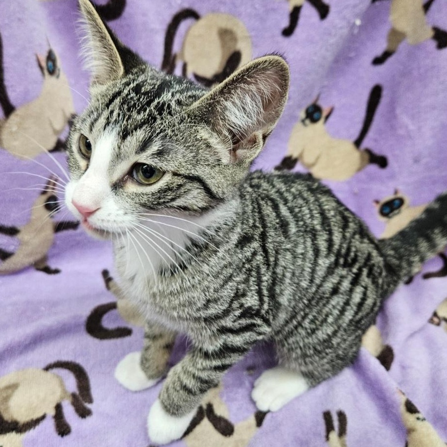 Enlarge Sushi, a ADOPTABLE mixed breed in Antioch, IL image 3/4