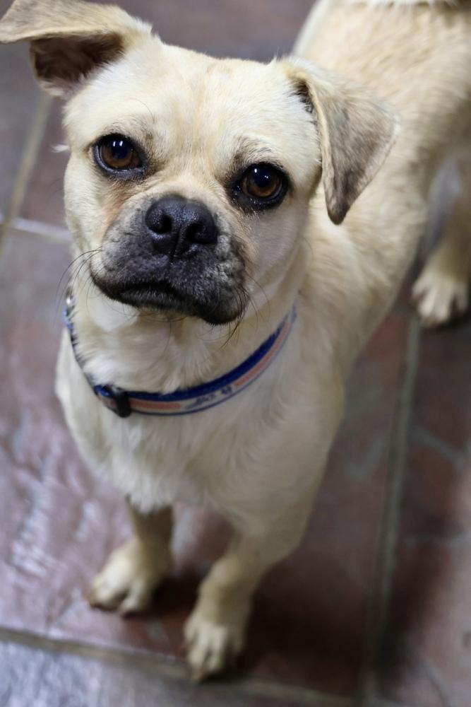 Gallager, a Adoptable mixed breed in TUCSON, AZ image 1/3