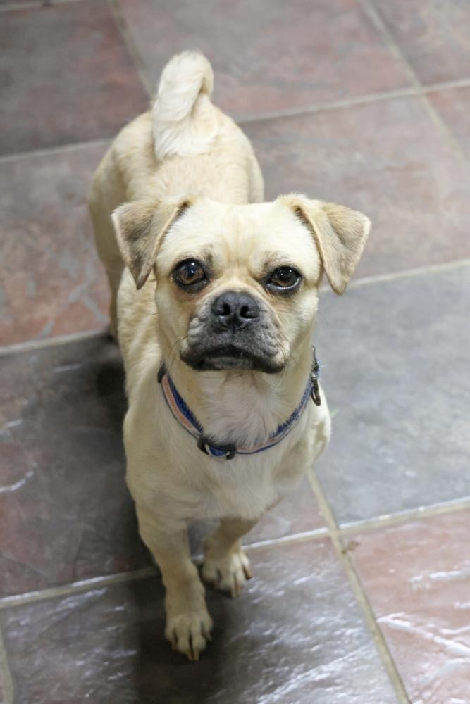 Gallager, a Adoptable mixed breed in TUCSON, AZ image 2/3
