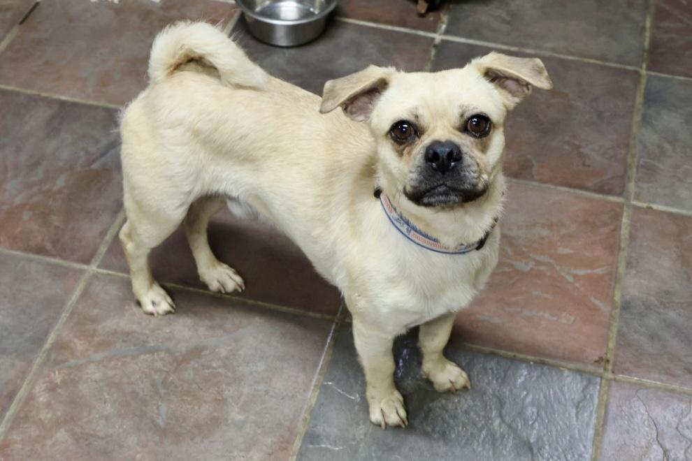 Gallager, a Adoptable mixed breed in TUCSON, AZ image 3/3