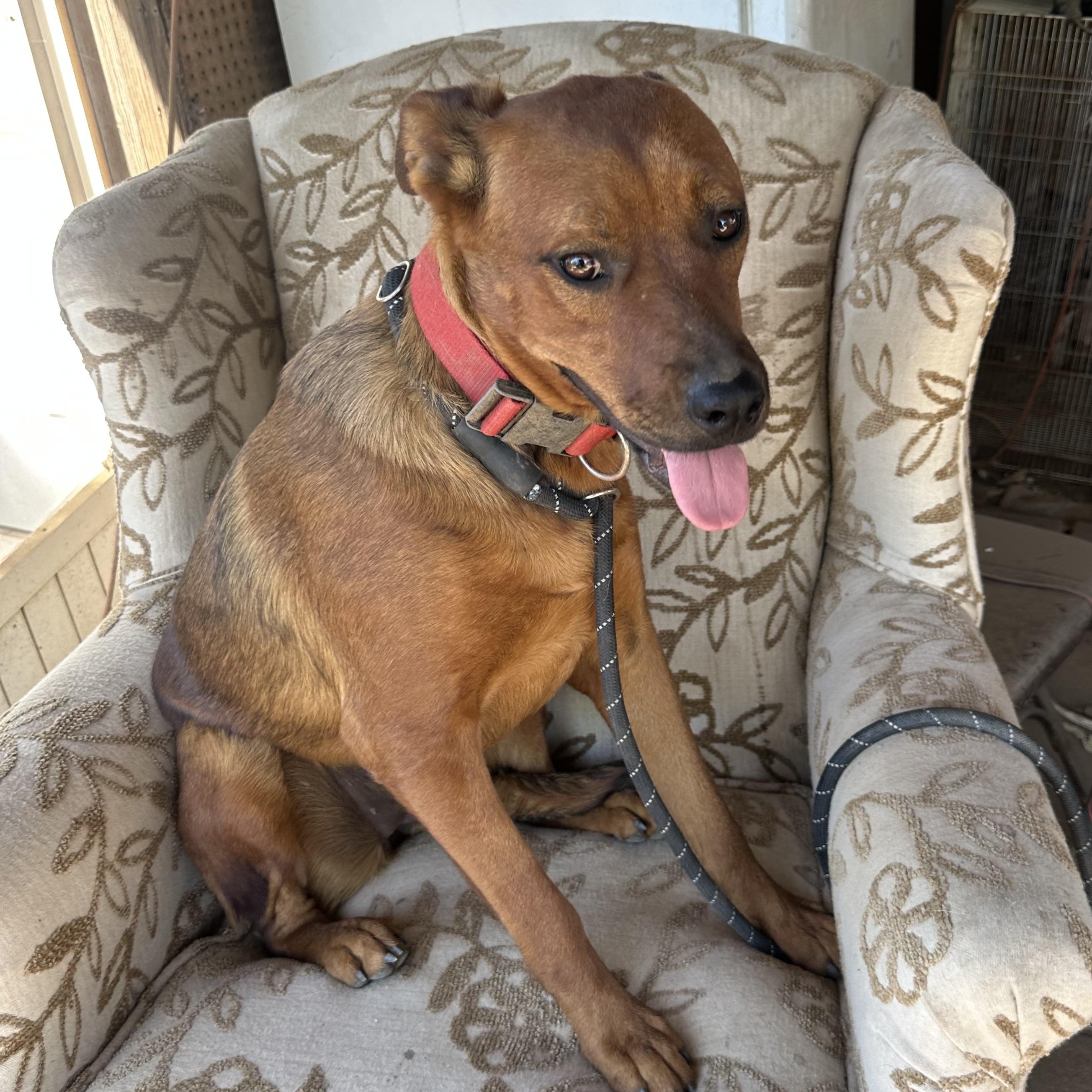 Sage~foster or adopt, a Adoptable mixed breed in Wilsonville, OR image 2/5