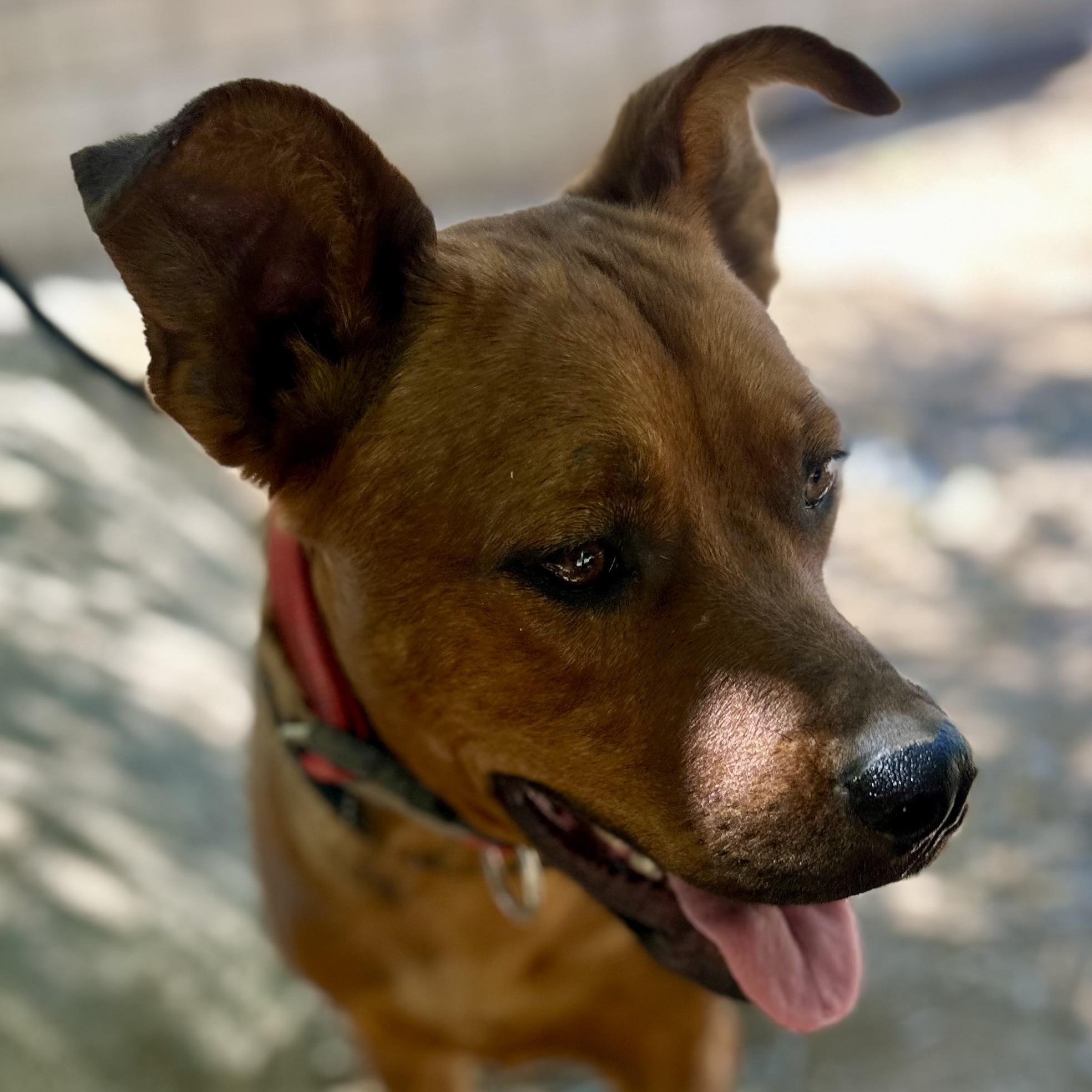 Sage~foster or adopt, a Adoptable mixed breed in Wilsonville, OR image 3/5