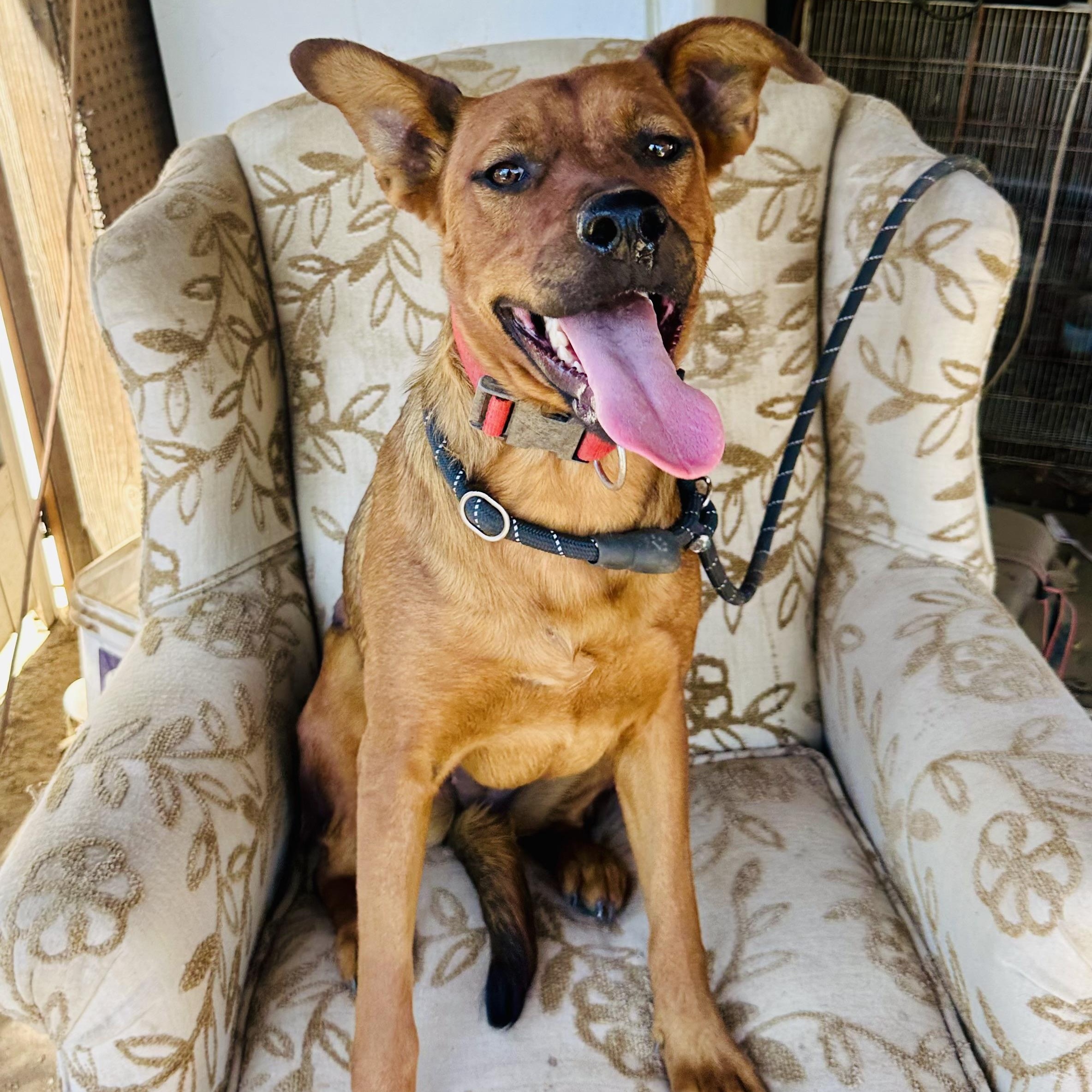 Sage~foster or adopt, a Adoptable mixed breed in Wilsonville, OR image 4/5