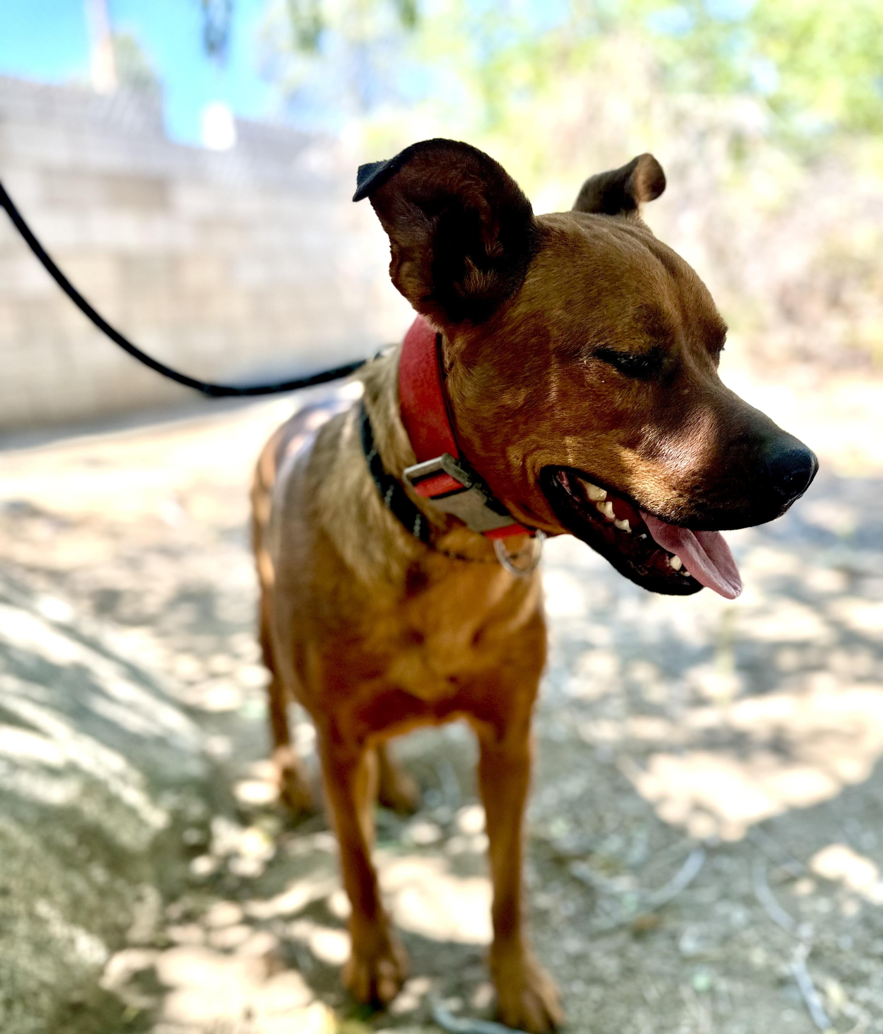 Sage~foster or adopt, a Adoptable mixed breed in Wilsonville, OR image 5/5