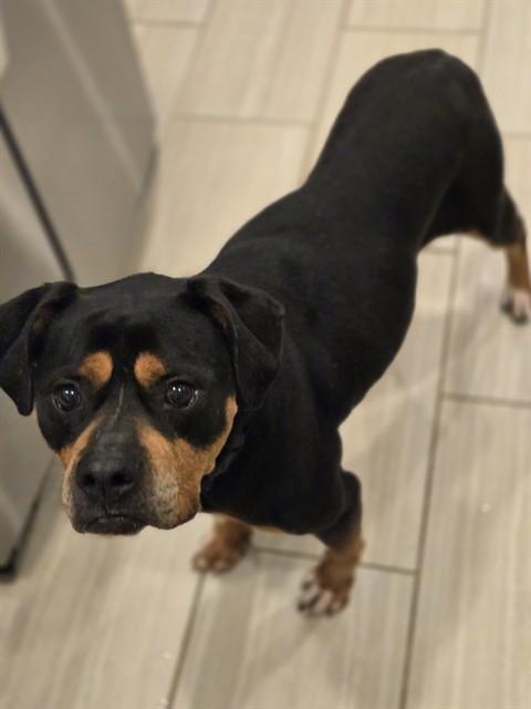ROSCOE, Adoptable, Adult Female Rottweiler.