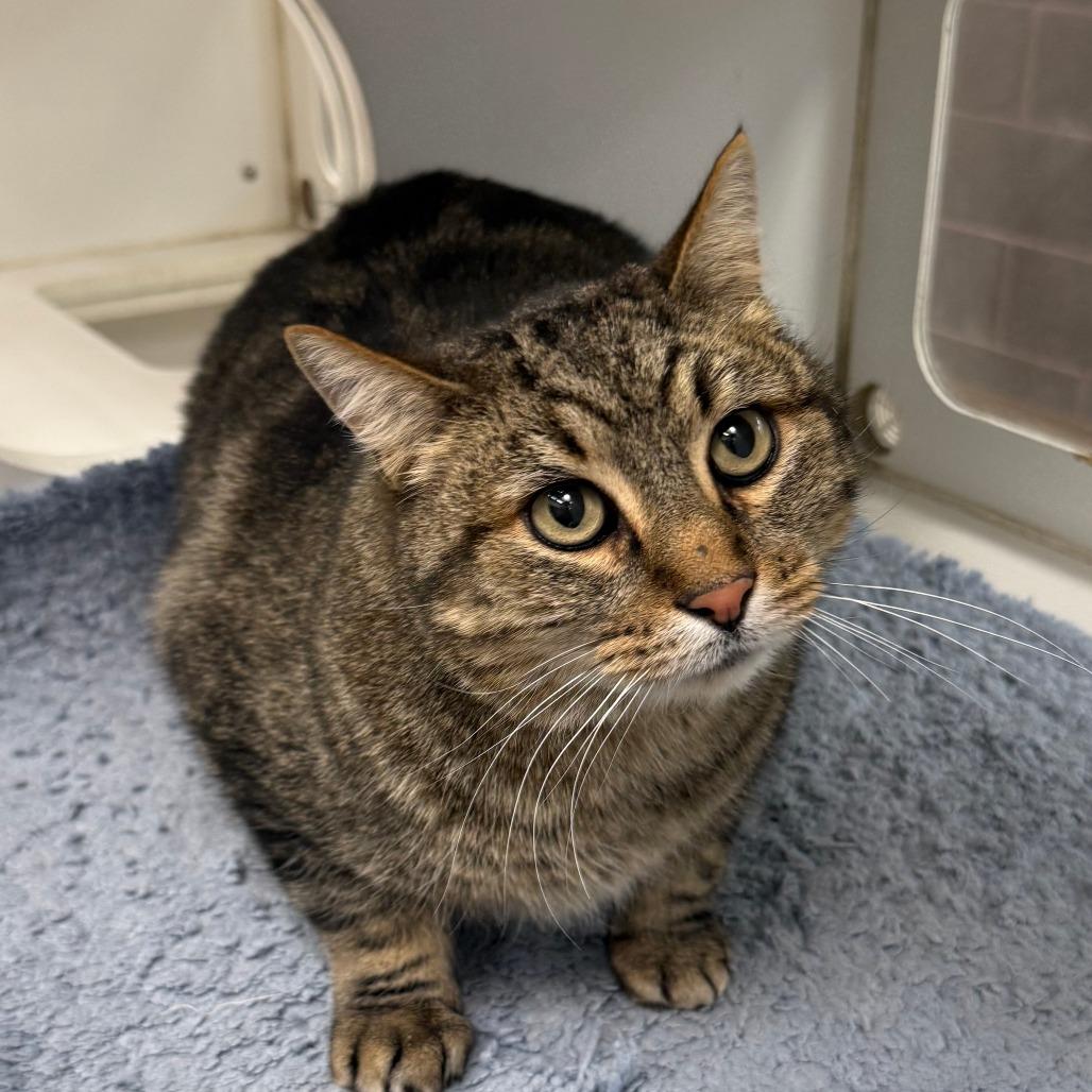 Marty, Adoptable, Adult Male Domestic Short Hair.