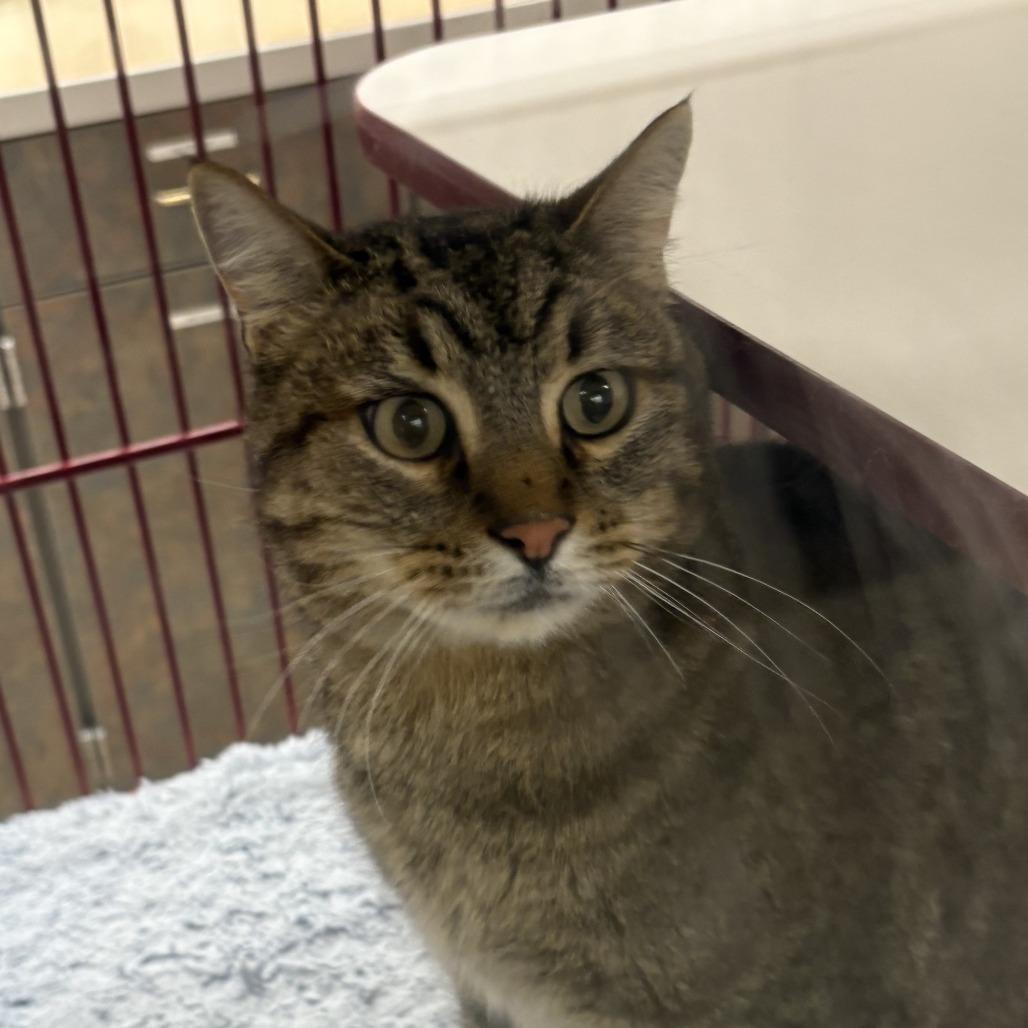 Marty, a Adoptable mixed breed in Cheyenne, WY image 2/2