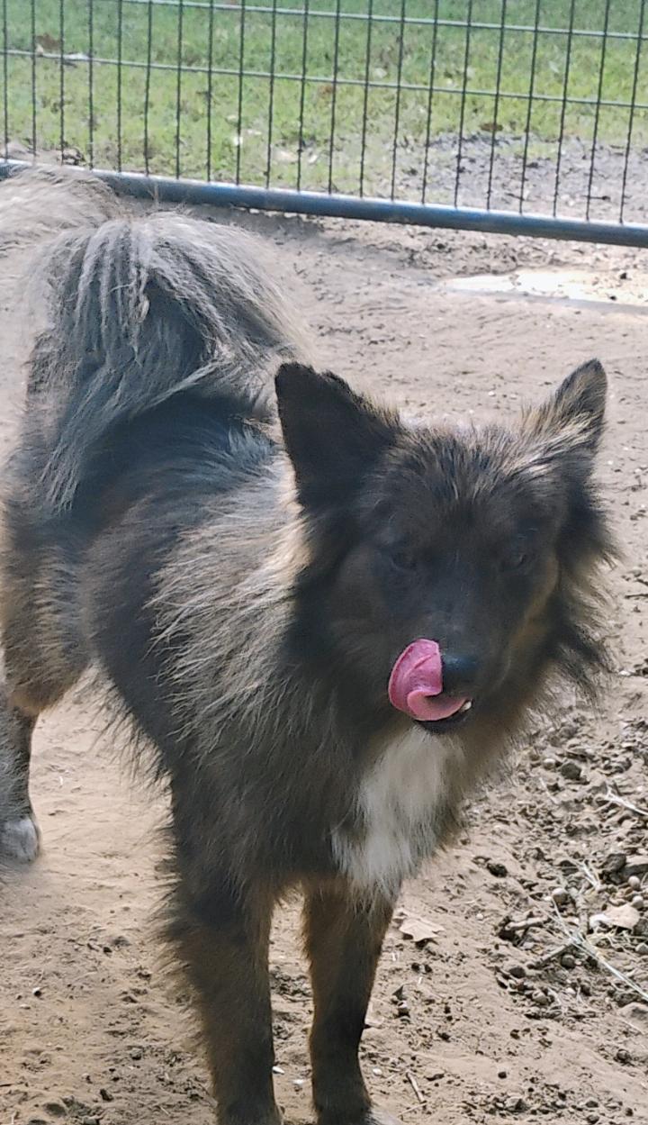 BRADY, Adopted, Young Male Pomeranian.