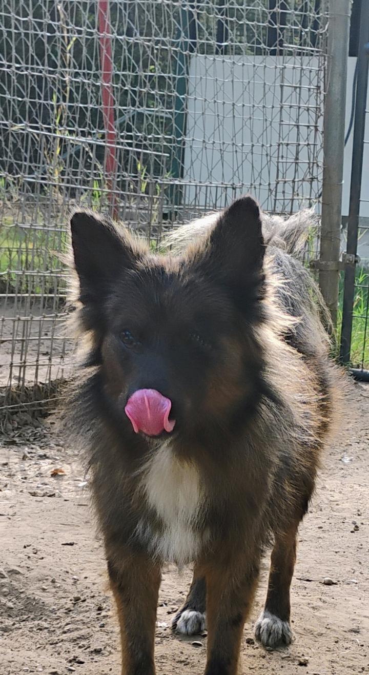 Enlarge BRADY, a Adopted mixed breed in Saint Jo, TX image 2/5