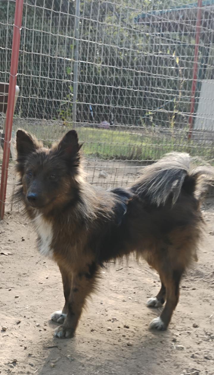 Enlarge BRADY, a Adopted mixed breed in Saint Jo, TX image 3/5