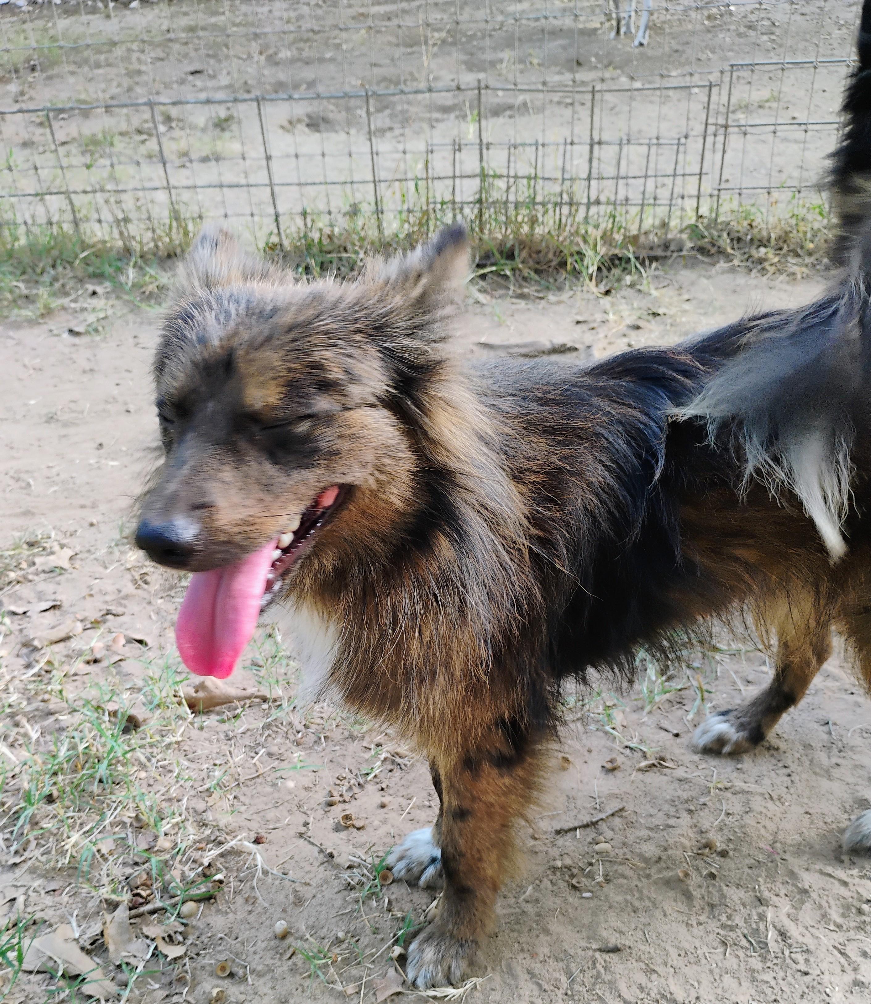 Enlarge BRADY, a Adopted mixed breed in Saint Jo, TX image 4/5