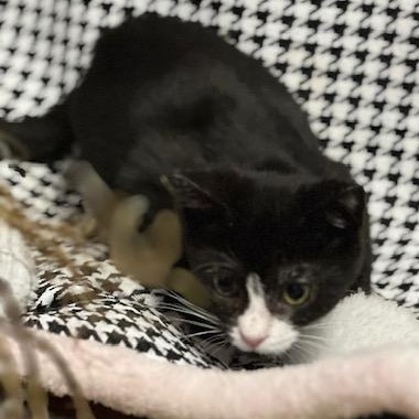 Pumpkin, a Adoptable Domestic Short Hair in Gastonia, NC image 4/4