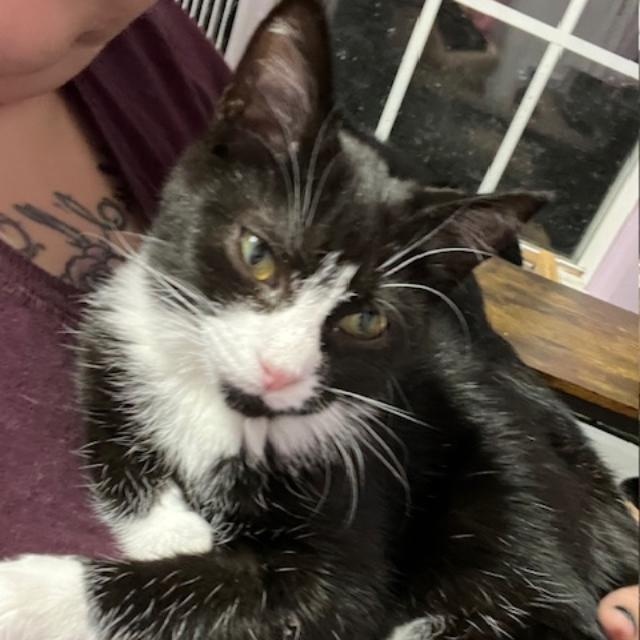 Pumpkin, a Adoptable Domestic Short Hair in Gastonia, NC image 3/4