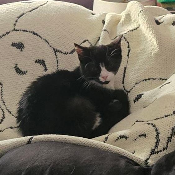 Pumpkin, Young Female Domestic Short Hair