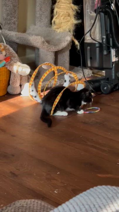 Enlarge Pumpkin, a Adoptable Domestic Short Hair in Gastonia, NC video 2/4