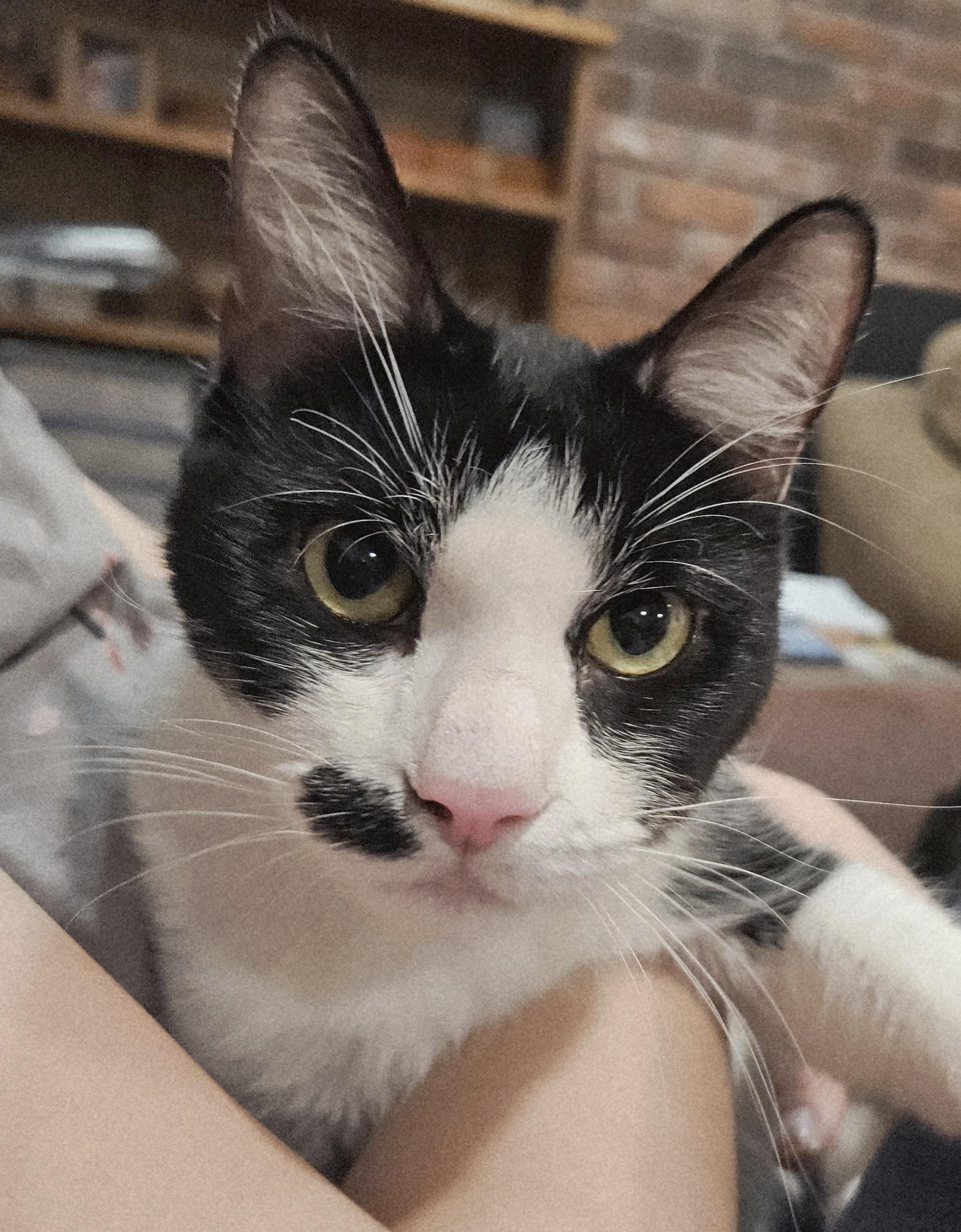 Sophie-LAP CAT!