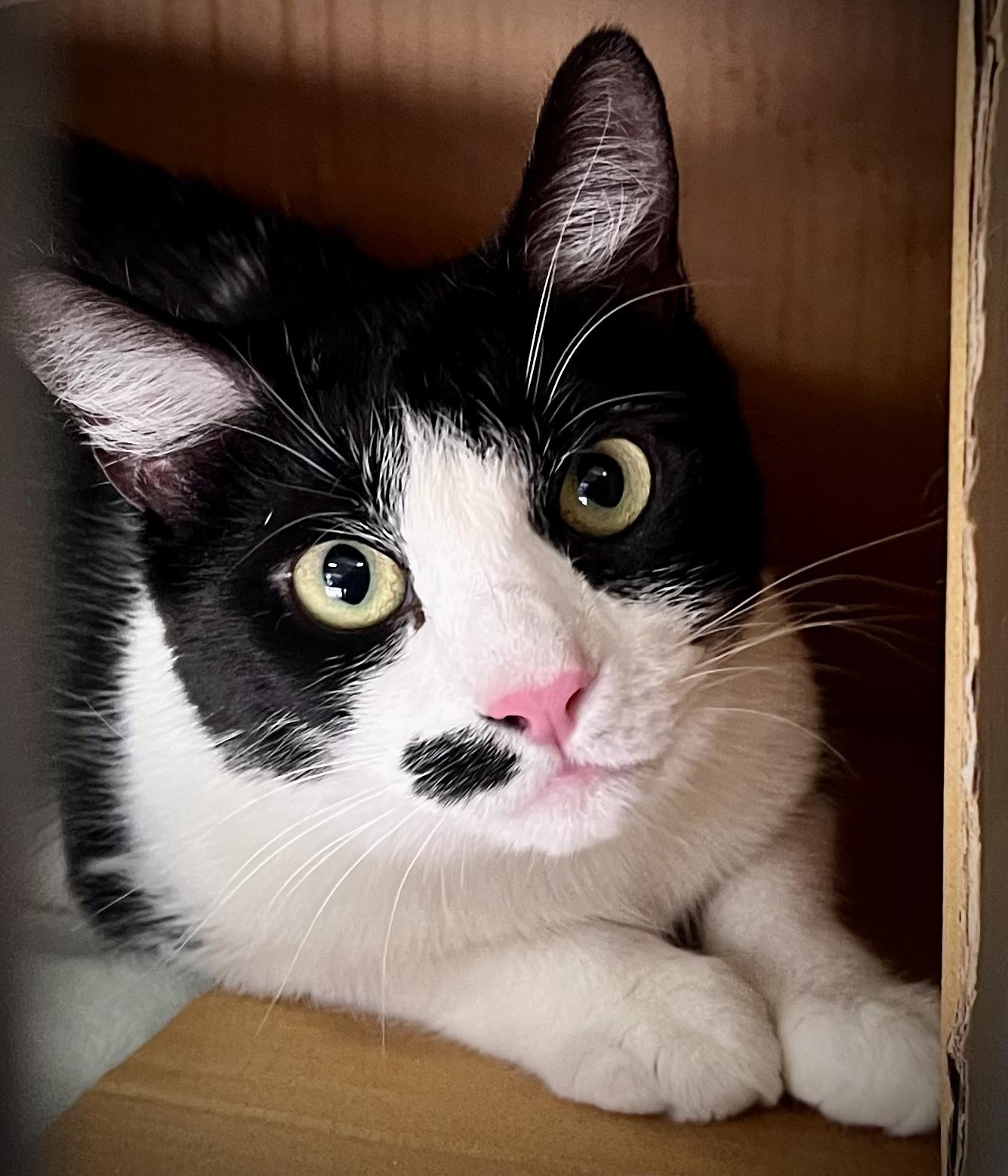 Sophie-LAP CAT!, a Adoptable mixed breed in Berlin, CT image 1/5