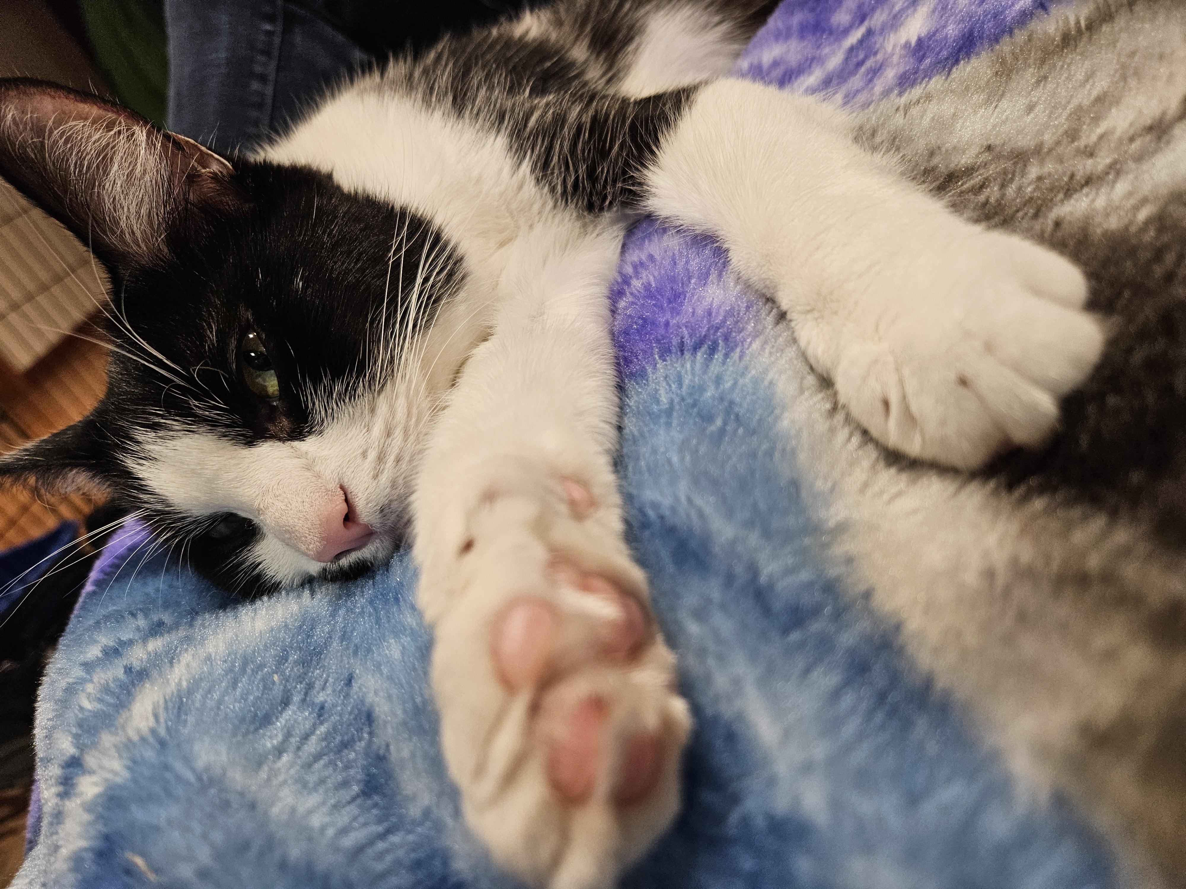 Sophie-LAP CAT!