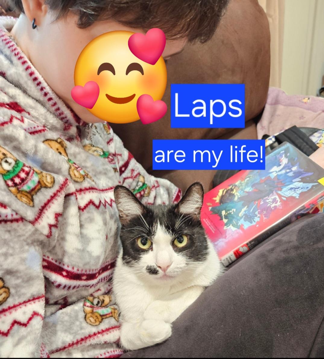 Enlarge Sophie-LAP CAT!, a Adoptable mixed breed in Berlin, CT image 2/6