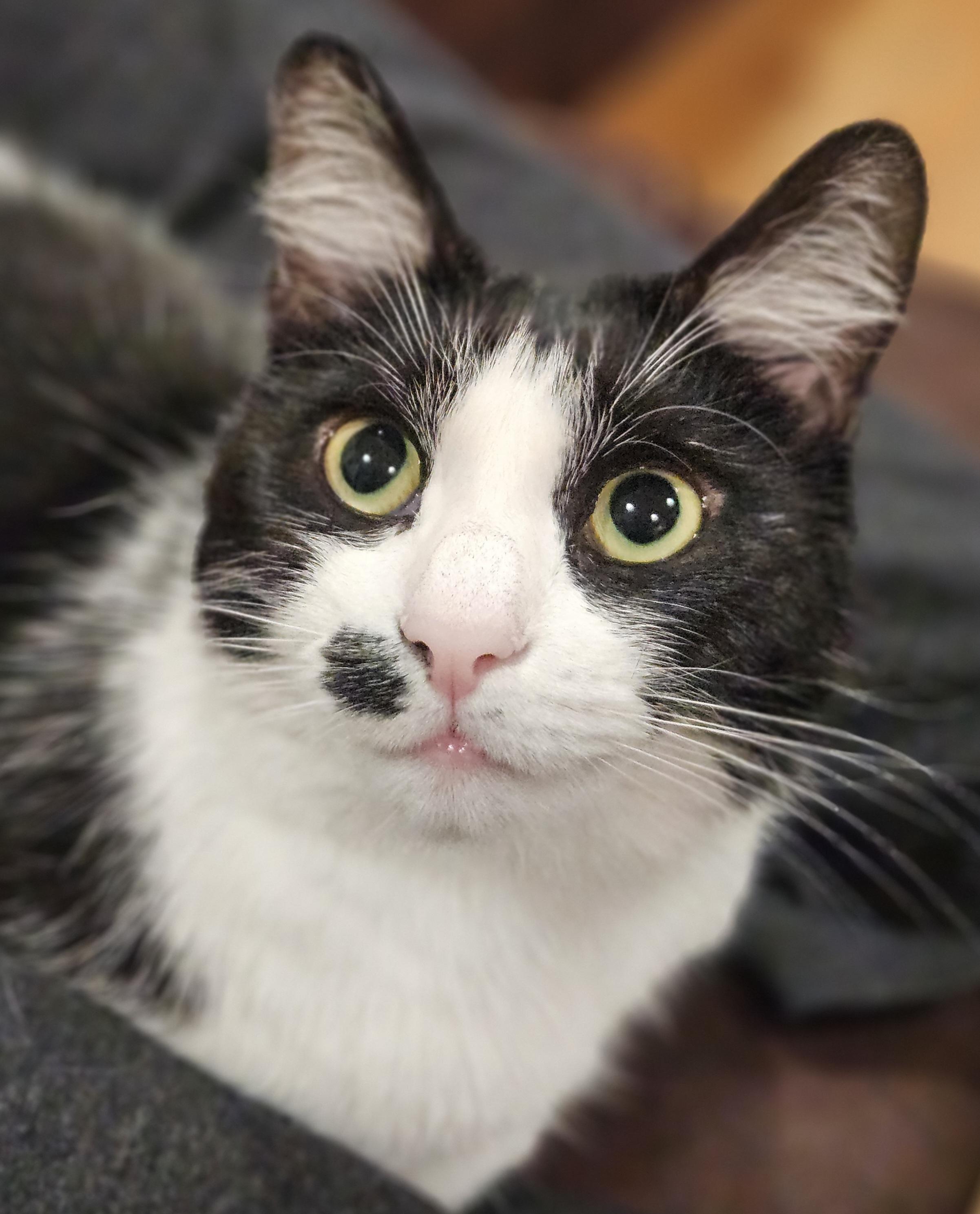 Enlarge URGENT-Princess Sophie-LAP CAT, a Adoptable mixed breed in Berlin, CT image 6/6