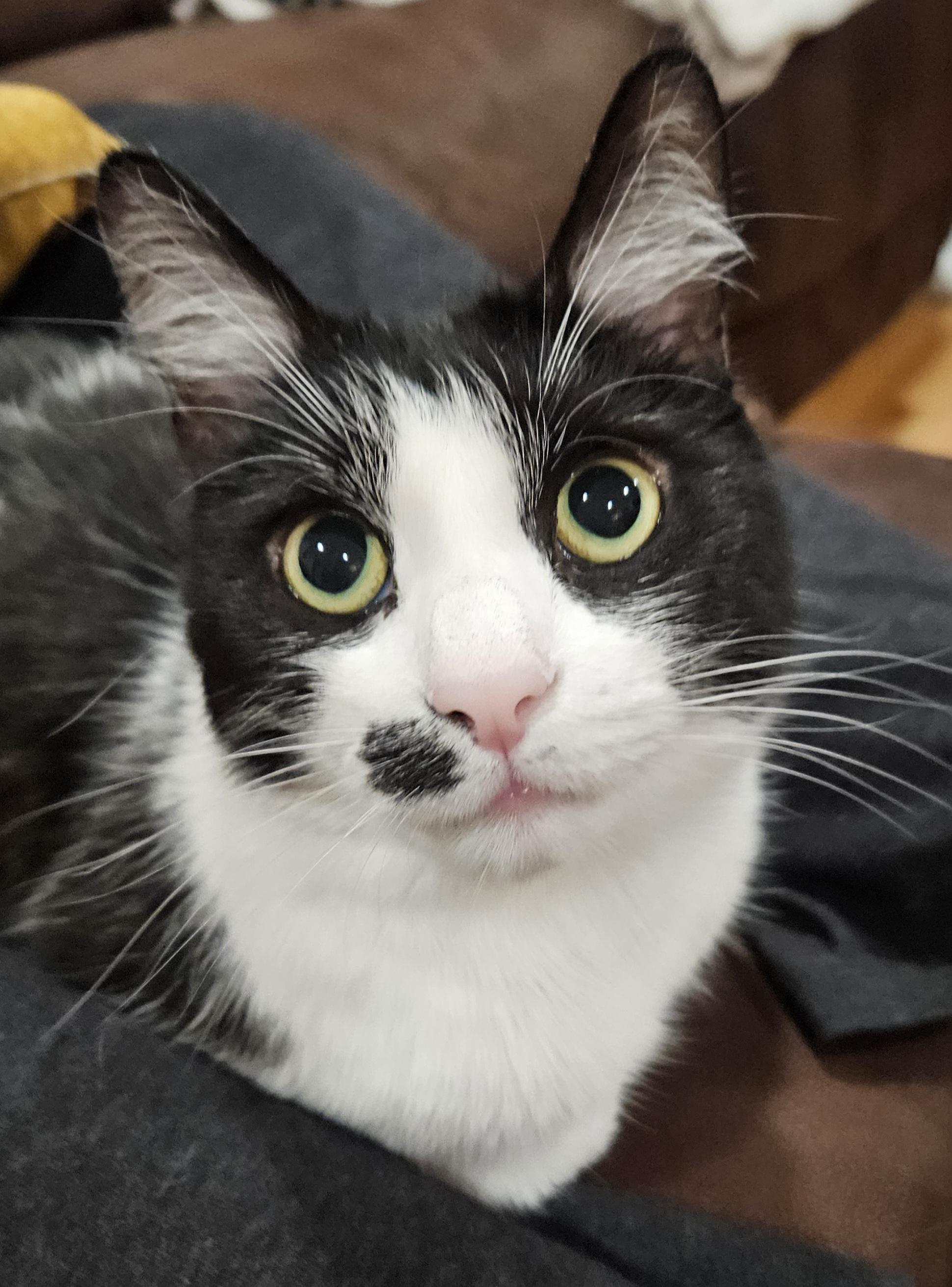 Enlarge URGENT-Princess Sophie-LAP CAT, a Adoptable mixed breed in Berlin, CT image 2/6