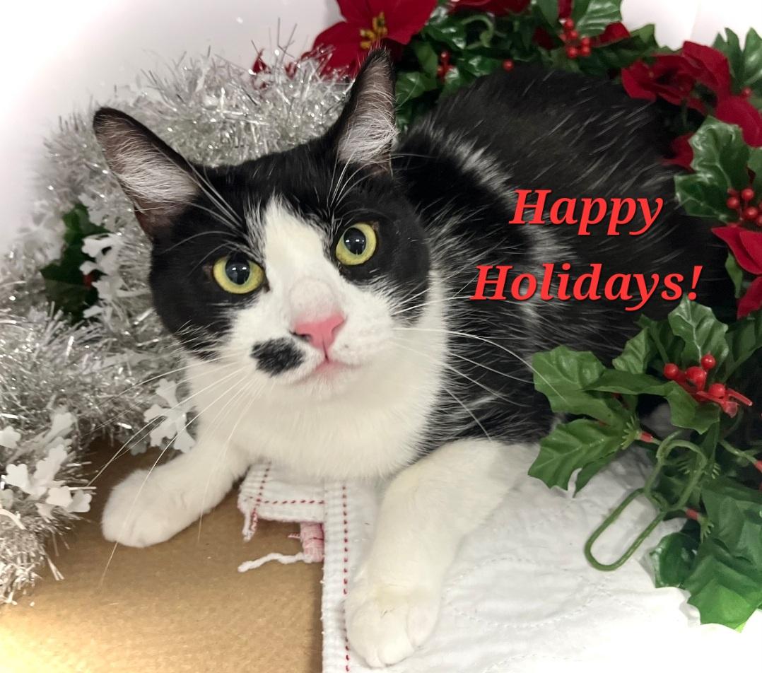 Sophielap Cat! thumbnail 2