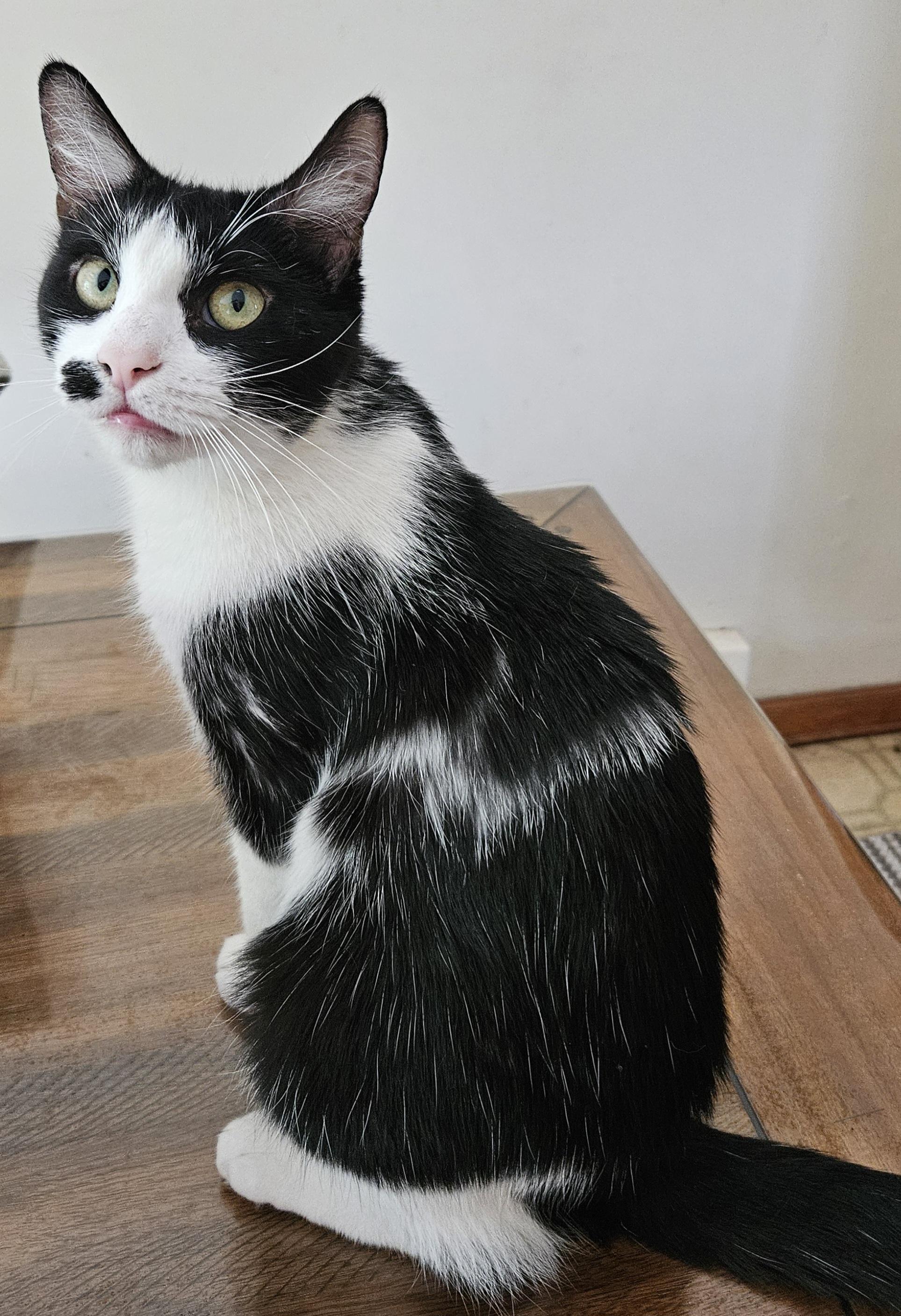 Sophielap Cat! thumbnail 3