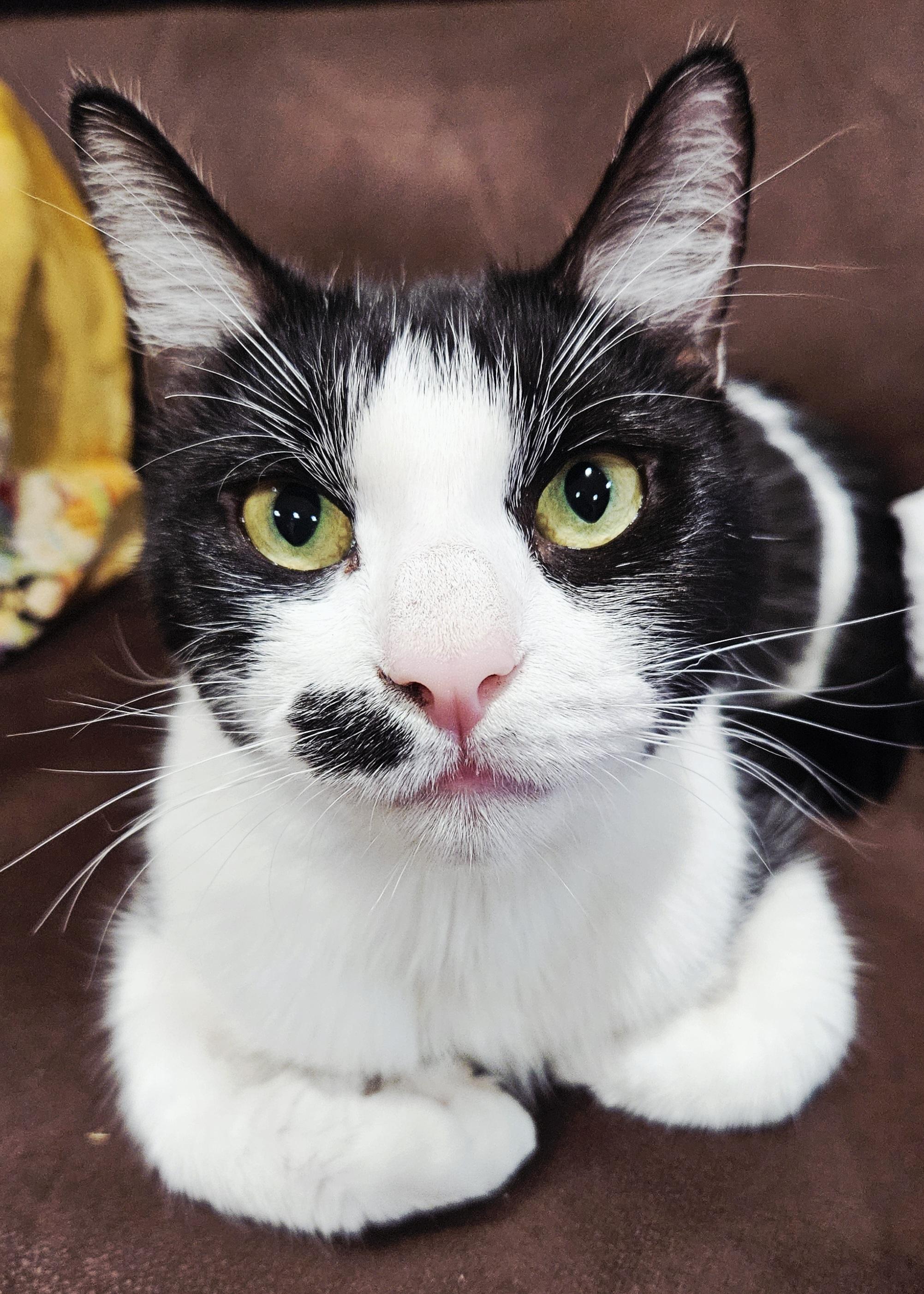 Sophie-LAP CAT!