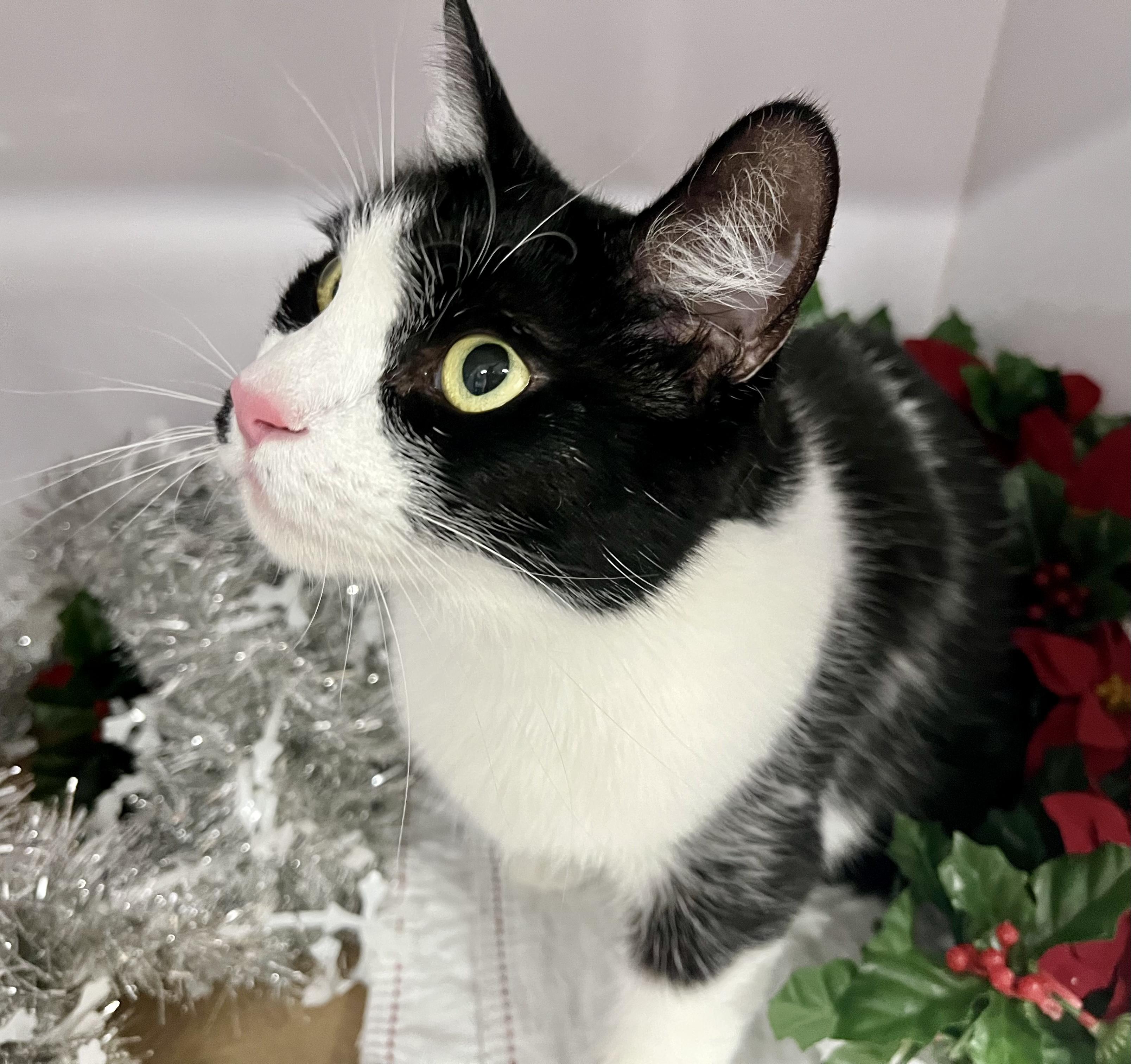 Sophielap Cat! thumbnail 5