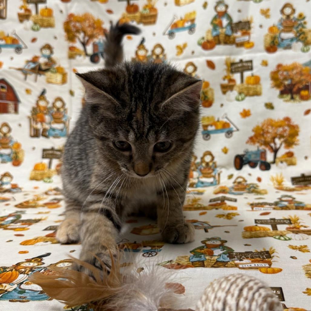 Enlarge Dirt Devil, a Adoptable Domestic Medium Hair in Delaware, OH image 1/6