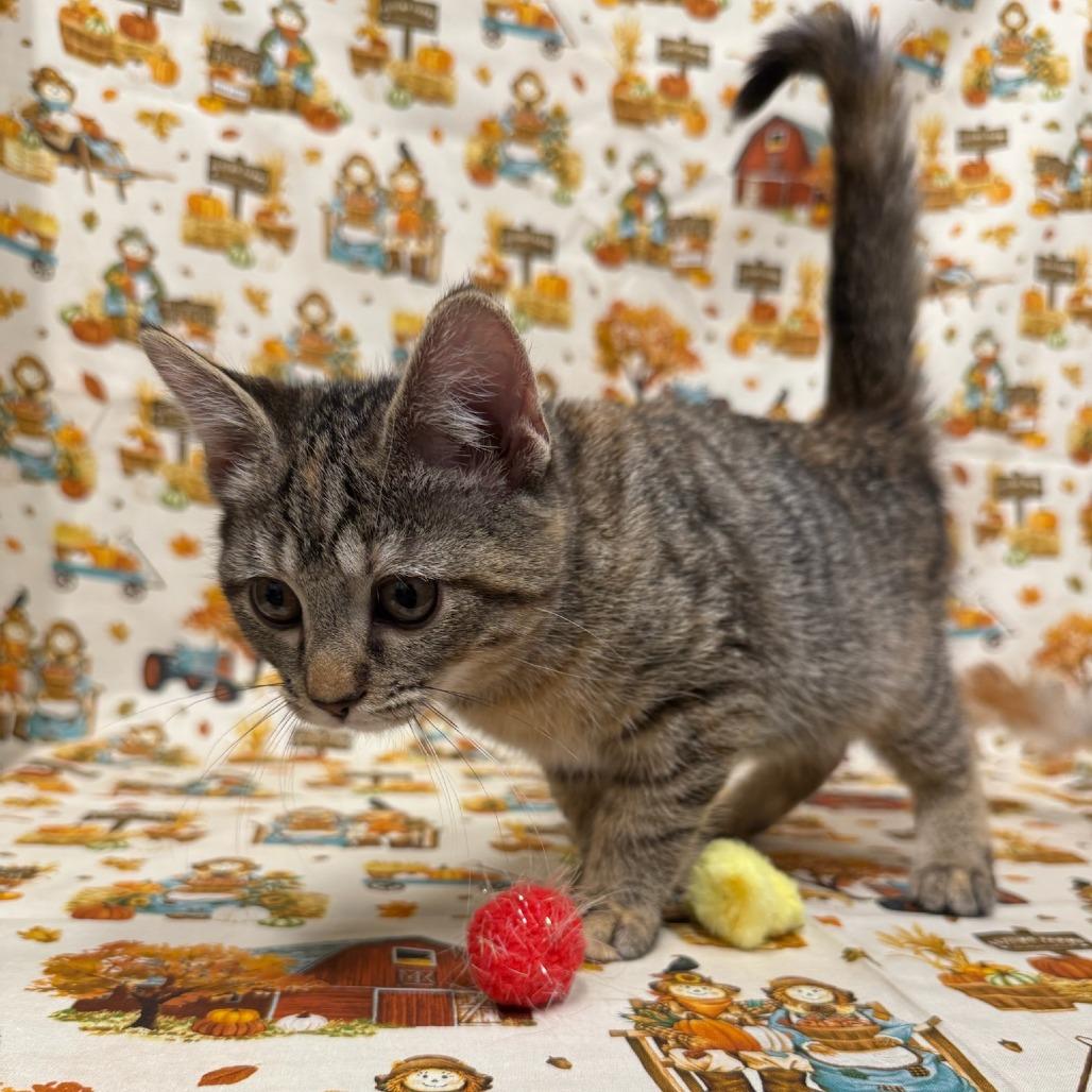 Enlarge Dirt Devil, a Adoptable Domestic Medium Hair in Delaware, OH image 4/6