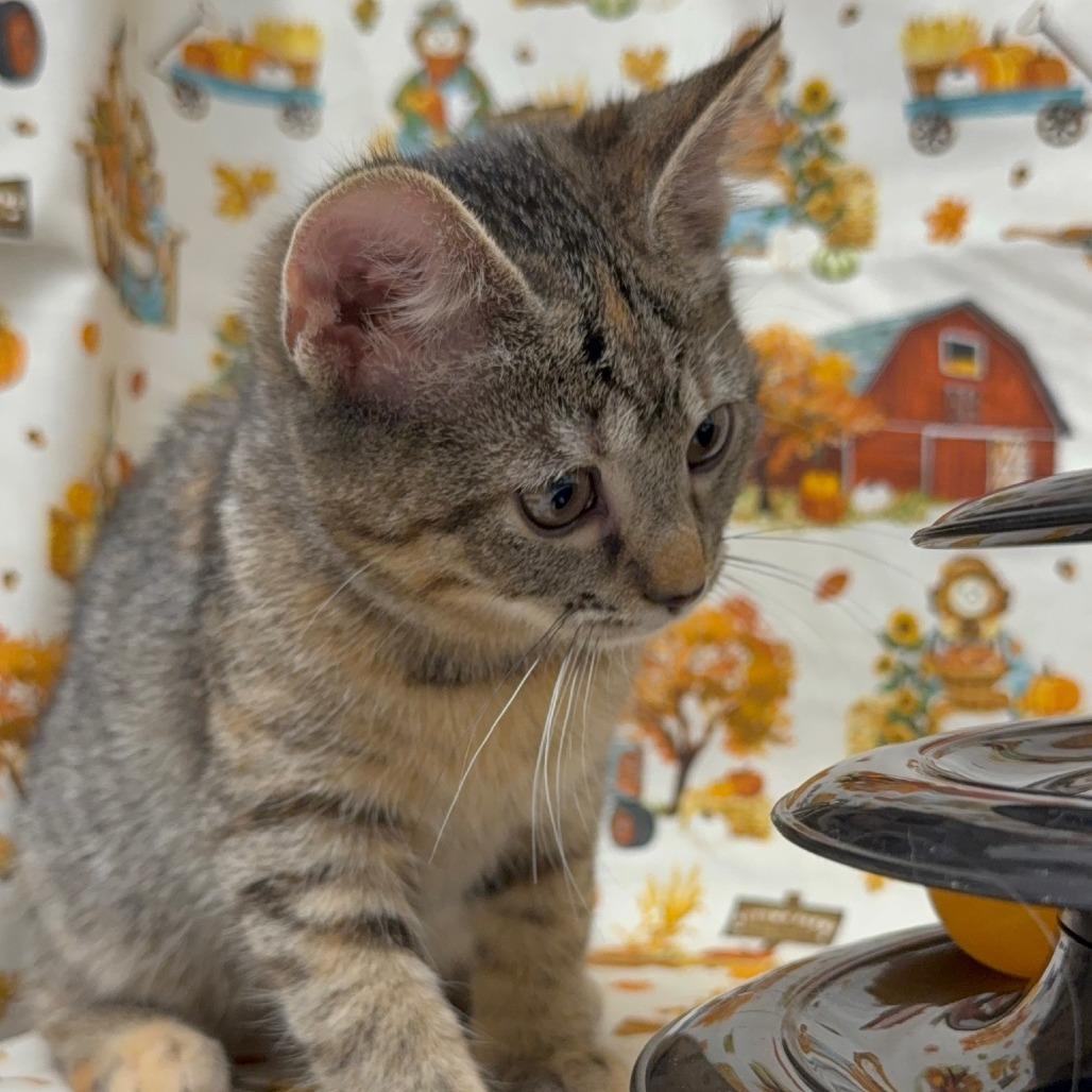 Enlarge Dirt Devil, a Adoptable Domestic Medium Hair in Delaware, OH image 5/6