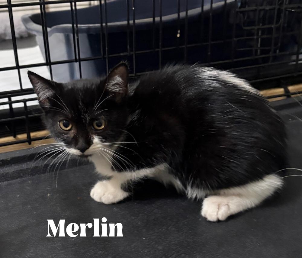 Merlin, Adoptable, Kitten Male Domestic Short Hair & Manx.