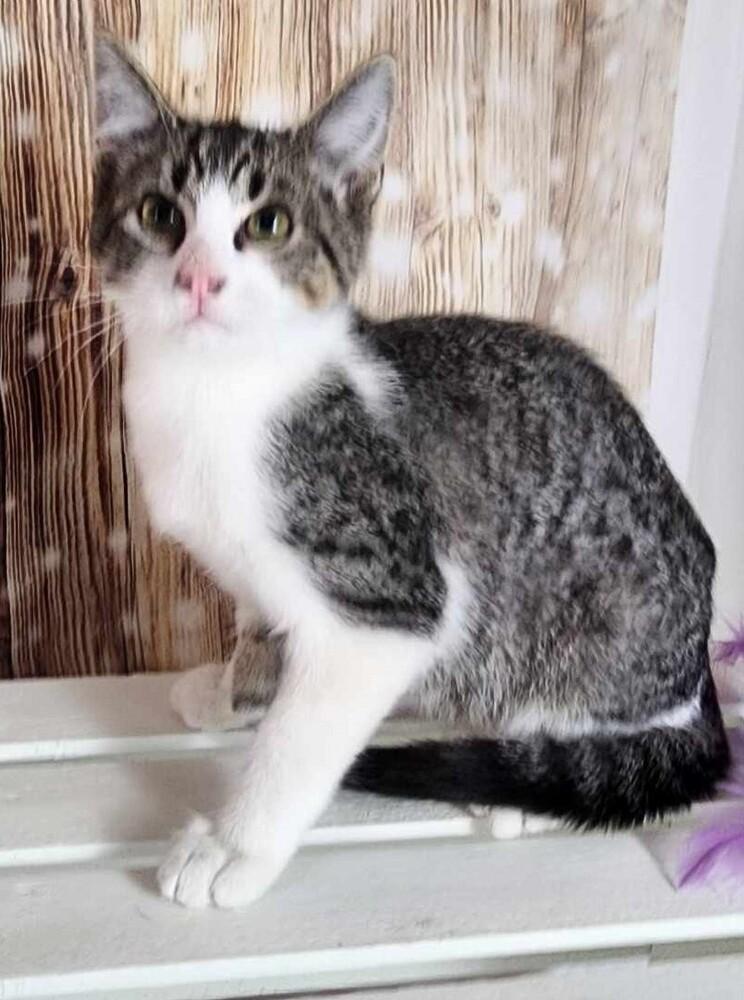Jean, Adoptable, Adult Male Domestic Short Hair.